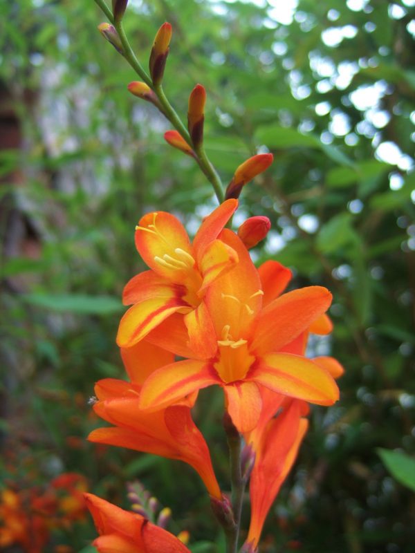 Crocosmia x crocosmiiflora Fire Jumper WEB Crocosmia x crocosmiiflora 'Fire Jumper'