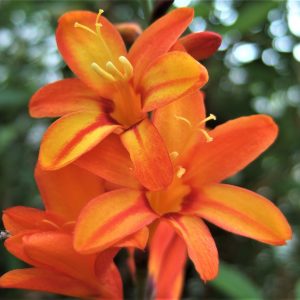 Crocosmia x crocosmiiflora 'Fire Jumper'
