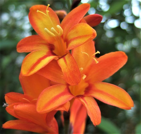 Crocosmia x crocosmiiflora Fire Jumper2 WEB Crocosmia x crocosmiiflora 'Fire Jumper'