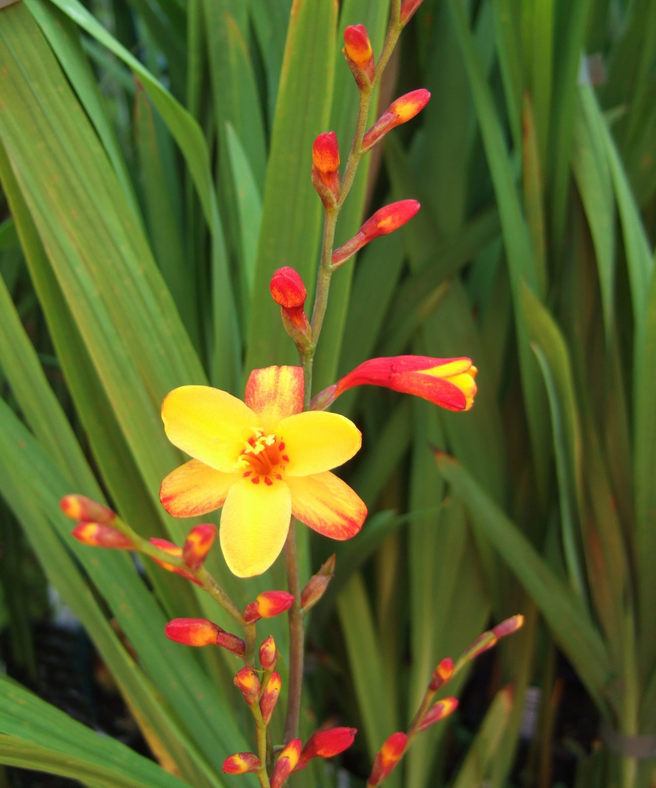 Crocosmia X Crocosmiiflora Harlequin Proctors Nursery 