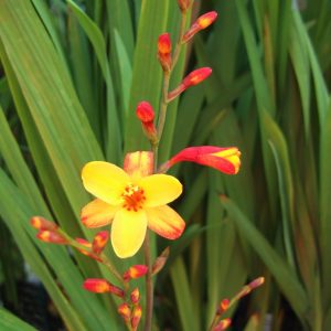 Crocosmia x crocosmiiflora 'Harlequin'