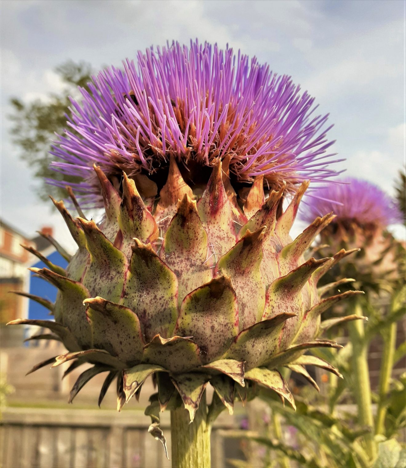 Cynara scolymus Proctors Nursery