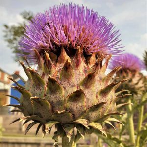 Cynara scolymus
