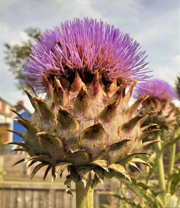 Cynara scolymus