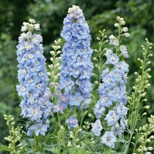 Delphinium x cultorum 'Jupiter F1 Sky Blue'