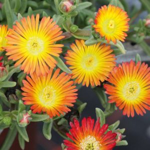 Delosperma 'Suntropics Copper'
