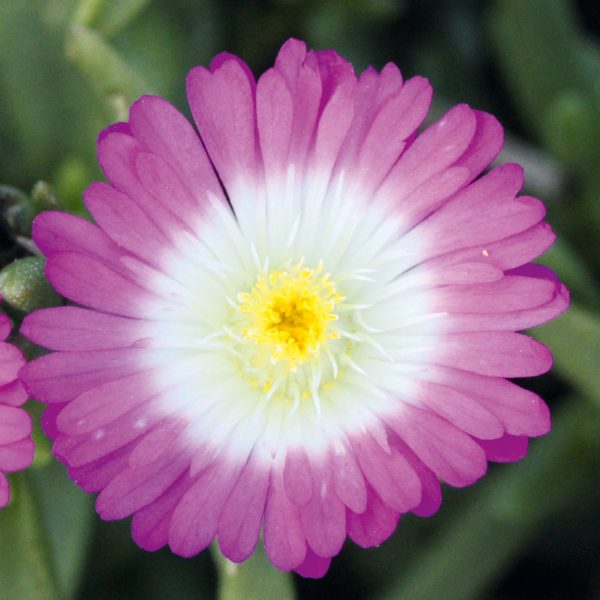 DEL_Suntropics_HotPink_430710 Delosperma 'Suntropics Hot Pink'