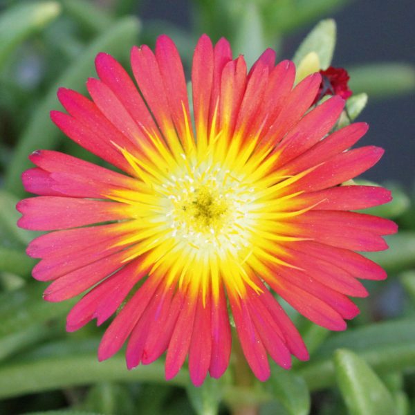 DEL_Suntropics_Red_430720 Delosperma 'Suntropics Red'