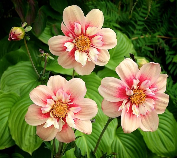 Sturdy, upright stems bearing large flowers with pink outer petals