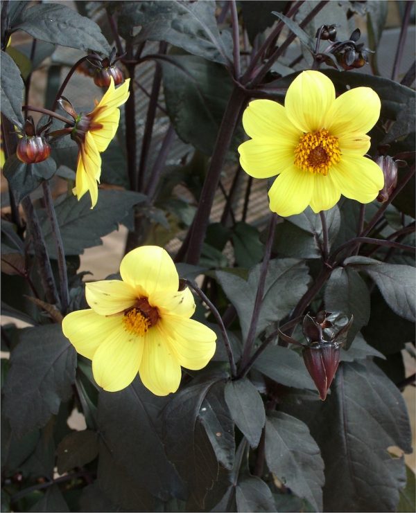 Dahlia Clarion Dahlia 'Clarion'