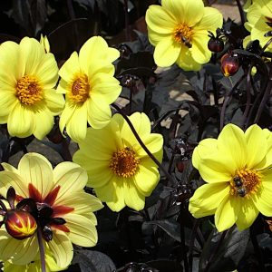 Dahlia 'Clarion'