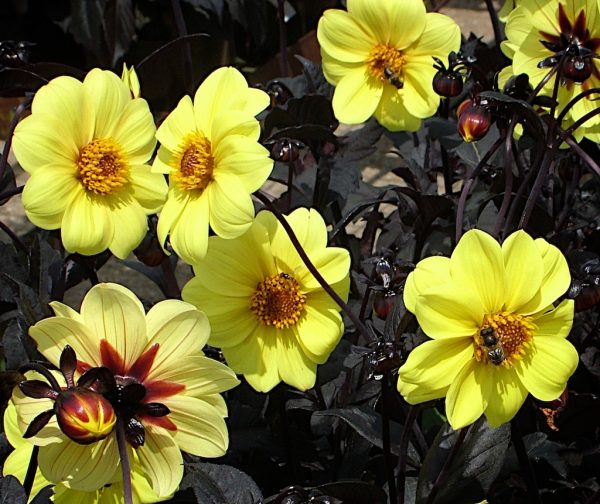 Dahlia Clarion best group shot in flw Dahlia 'Clarion'