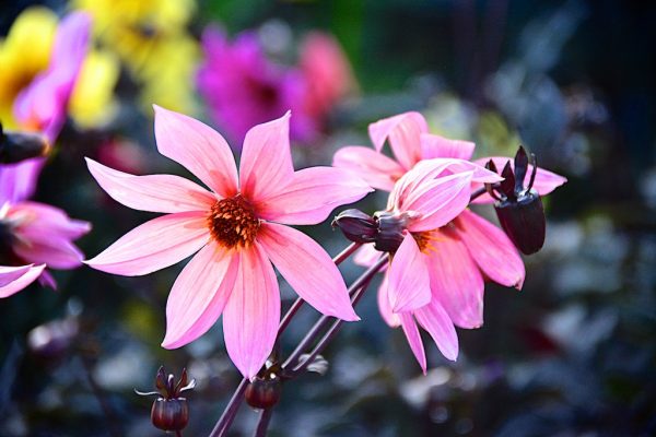 Dahlia Hawaiian Sunrise Dahlia Hawaiian Sunrise has beautiful waterlily shaped coral pink flowers, with a warm orange glow contrast against the dark bronze foliage.