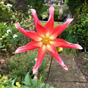 Dahlia 'Honka Surprise'