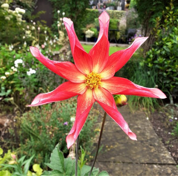 Dahlia Honka Surprise WEB Dahlia 'Honka Surprise'