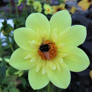 Dahlia 'Lemon Sherbet' has sturdy, upright stems bearing single flowers with light yellow outer petals.