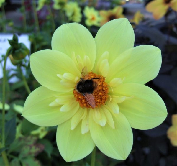 Dahlia 'Lemon Sherbet' has sturdy, upright stems bearing single flowers with light yellow outer petals.
