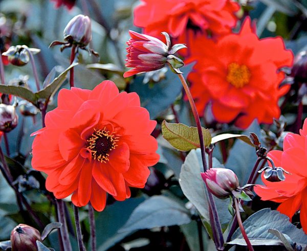 Dahlia Mountain of Fire Dahlia 'Mountain of Fire'