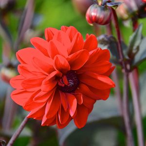 Dahlia 'Mountain of Fire'