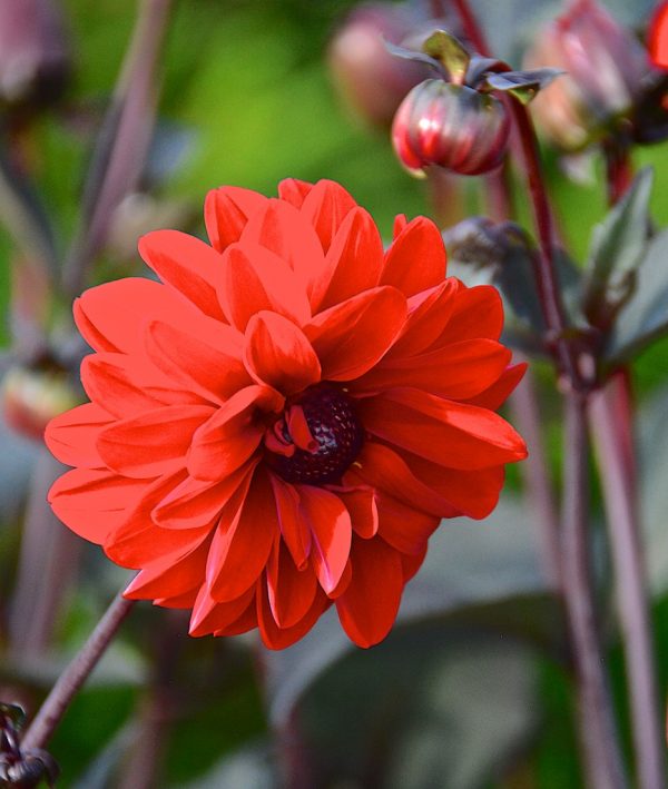 Dahlia Mountain of Fire close Dahlia 'Mountain of Fire'