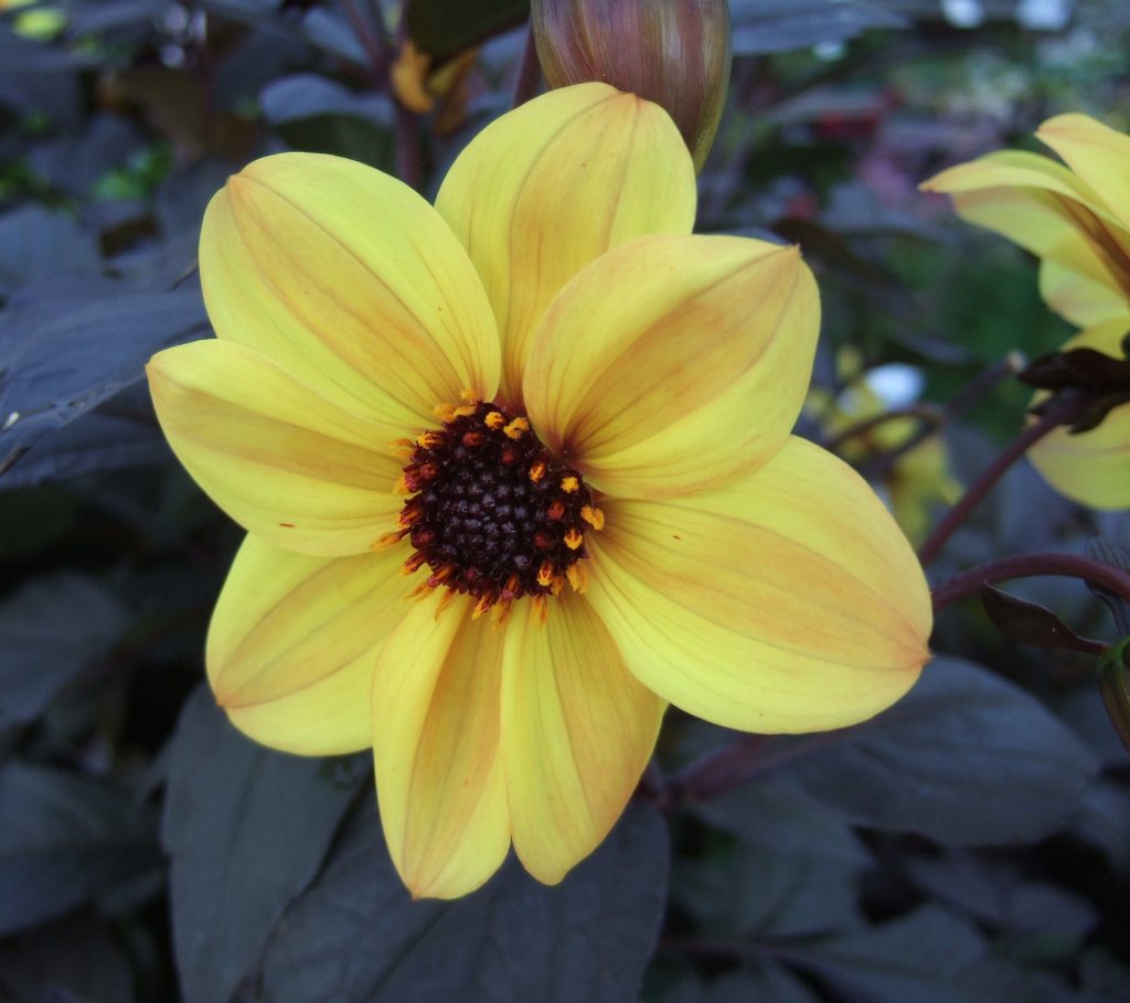 Dahlia 'Mystic Illusion' | Buy Dahlias Online UK | Proctors Nursery