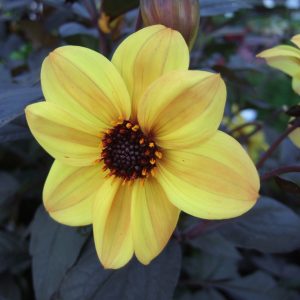 Dahlia 'Mystic Illusion'