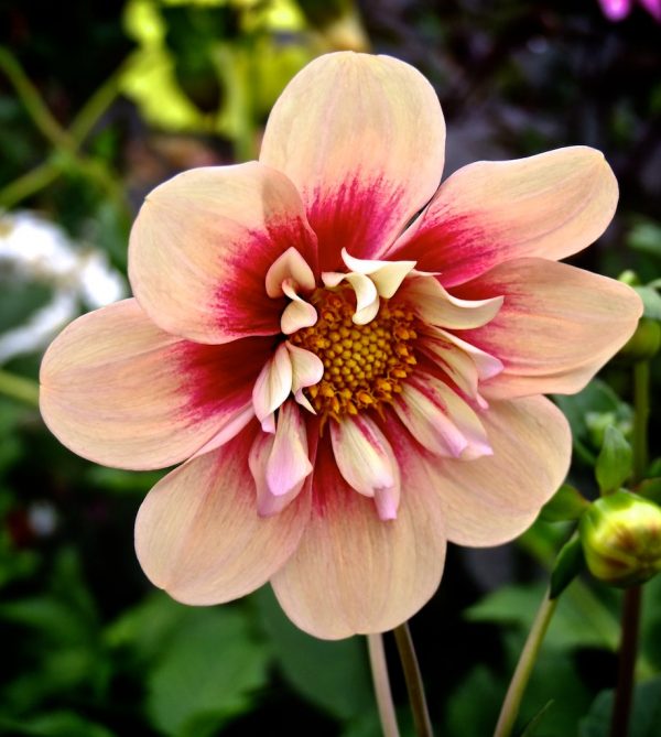 Dahlia Rhubarb and Custard has Sturdy, upright stems bearing large flowers with pink outer petals, surrounding a creamy white collar of shorter inner petals, amongst dark green foliage.