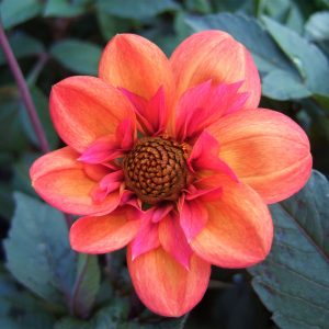 Dahlia 'Strawberry Bon Bon' has sturdy, upright stems bearing single flowers with coral pink outer petals surrounding an inner ring of shorter, pale pink florets amongst dark green foliage.
