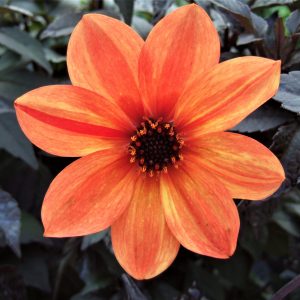 Dahlia 'Tangerine Gem' has a single bright tangerine flower contrasted against attractive dark foliage. Flowers from mid summer