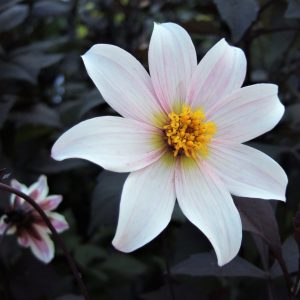 Dahlia 'Twyning's After Eight' has single white flower tinged with pink, against deep purple foliage looks almost black in mid season. 