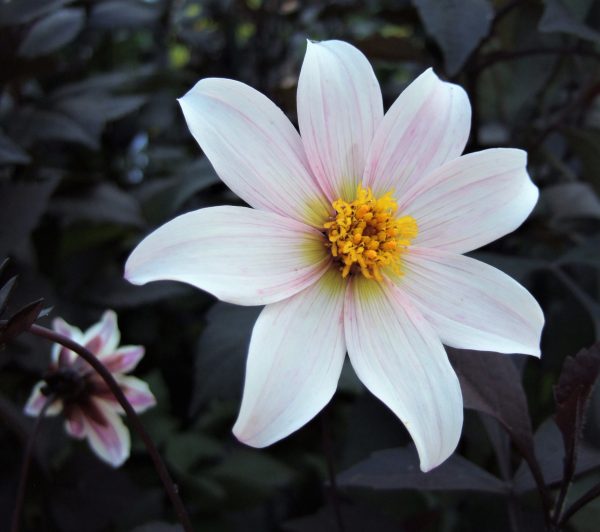 Dahlia 'Twyning's After Eight' has single white flower tinged with pink, against deep purple foliage looks almost black in mid season. 