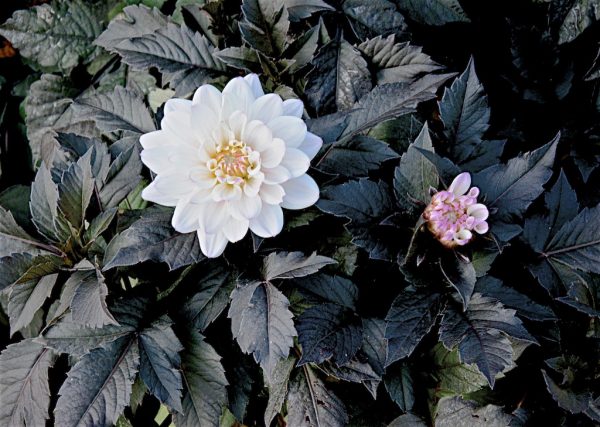 Dahlia 'White Cockatoo'