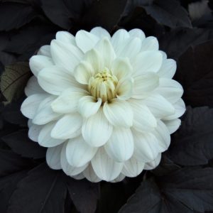 Dahlia 'White Cockatoo' has Beautiful ruffled double ivory white flowers, which nestle amongst dark, almost black foliage