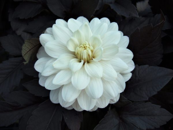 Dahlia 'White Cockatoo' has Beautiful ruffled double ivory white flowers, which nestle amongst dark, almost black foliage