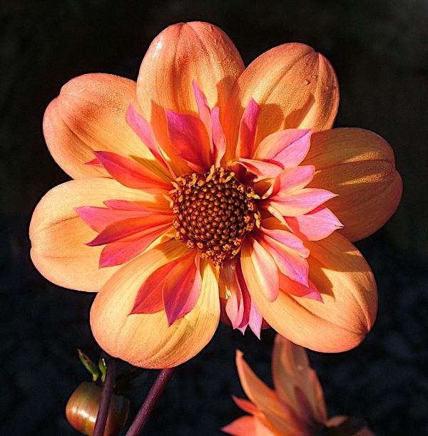 Dahlia rr06-16 code Tiger eye best close up Dahlia Tiger eye has elegant outward facing flowers have mixed tones of orange, with a contrasting peach/pink collarette set against dark bronze foliage.