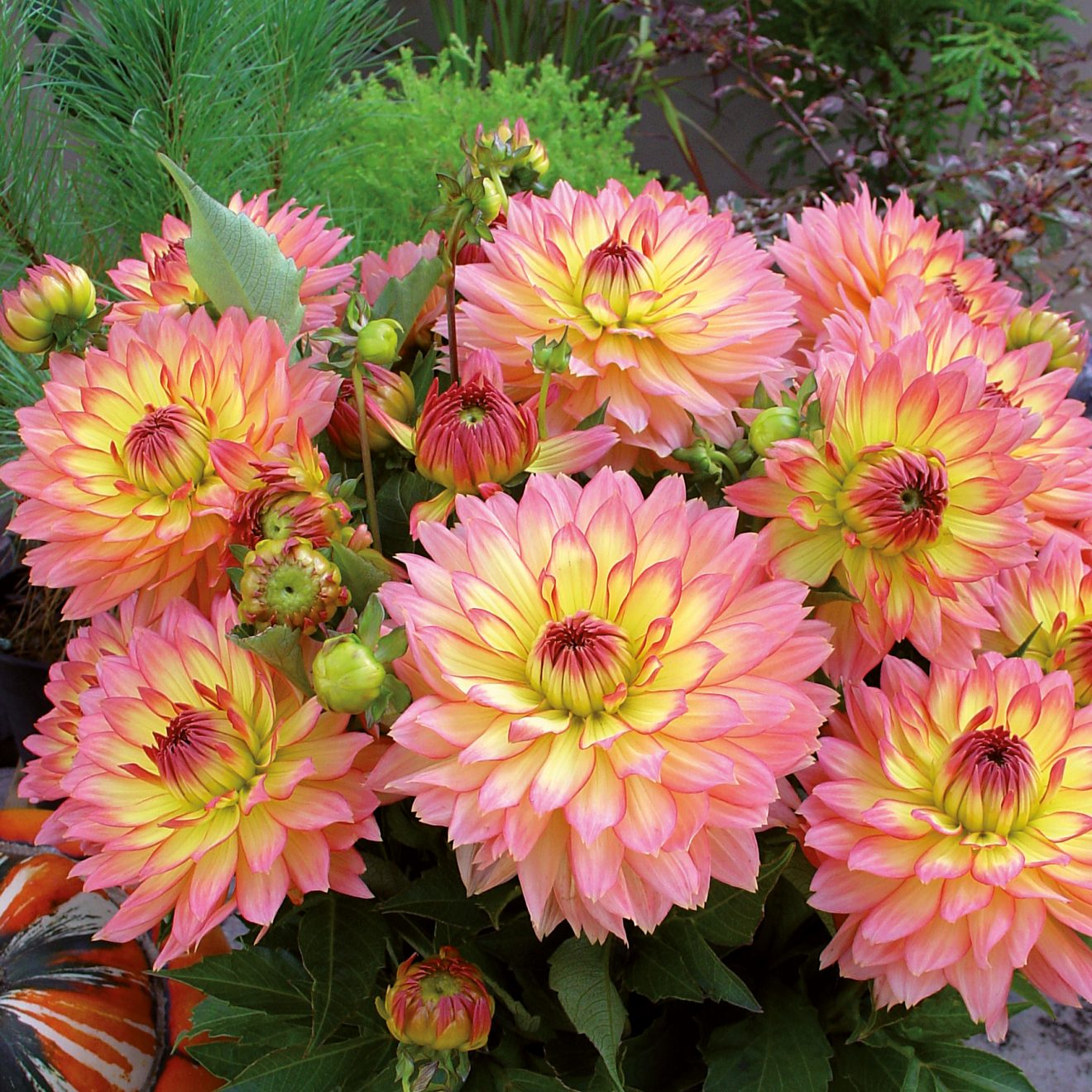 Dahlia &lsquo;Rhubarb and Custard&rsquo; | Proctors Nursery