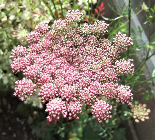 Daucus carota Dara WEB Daucus carota 'Dara'
