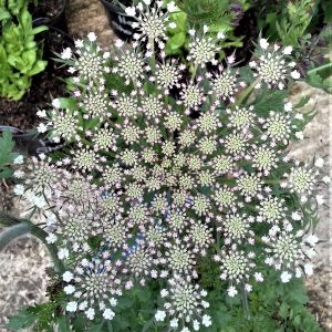 Daucus carota 'Dara'