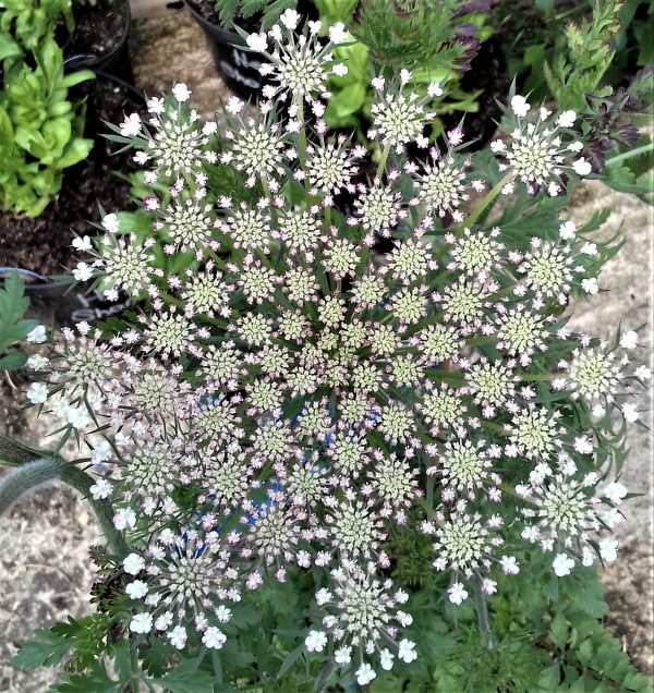 Daucus carota Dara2 WEB Daucus carota 'Dara'