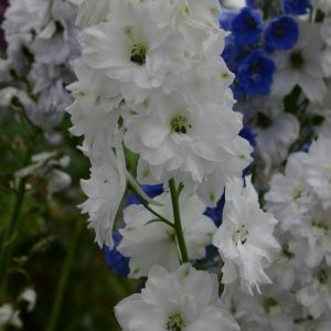 Delphinium 'Double Innocence'