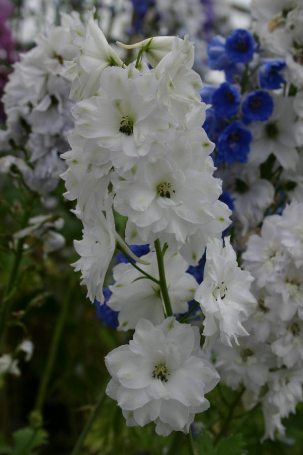 Delphinium 'Double Innocence' Delphinium 'Double Innocence'