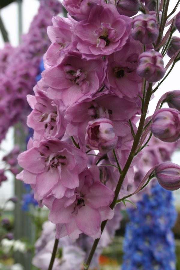 Delphinium 'Dusky Maidens' Delphinium 'Dusky Maidens'