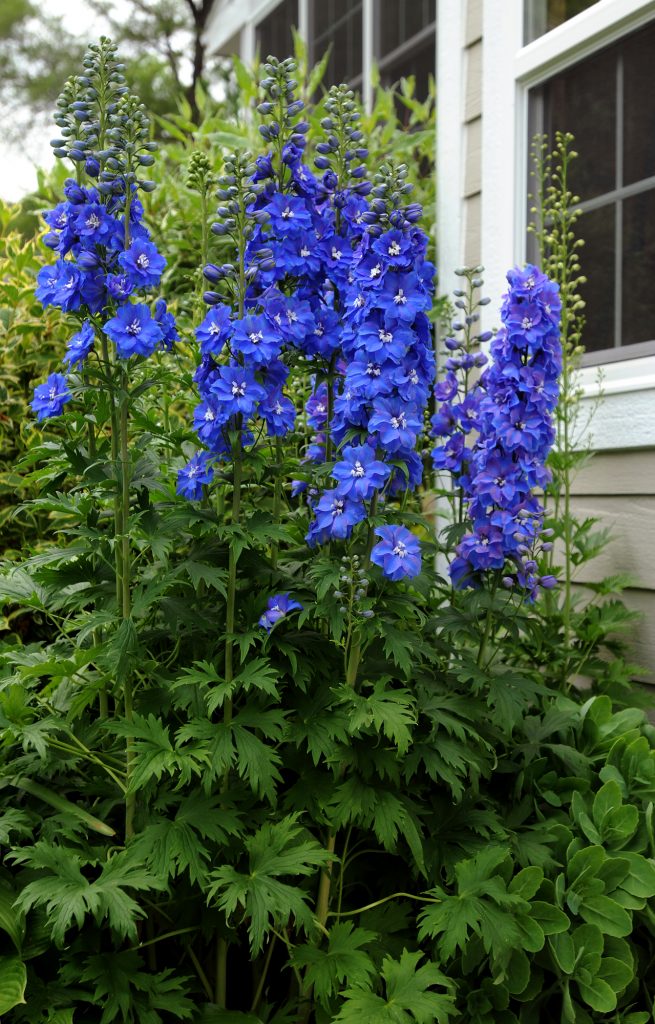 Delphinium Elatum Guardian Blue Proctors Nursery 4046