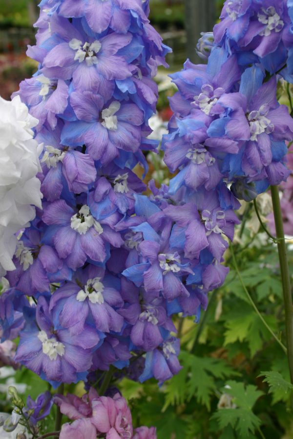 Delphinium 'Morning Lights' (1) Delphinium 'Morning Lights'