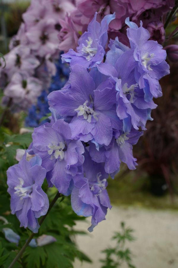 Delphinium 'Morning Lights' (2) Delphinium 'Morning Lights'