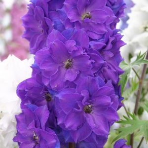 Delphinium 'Pagan Purples'
