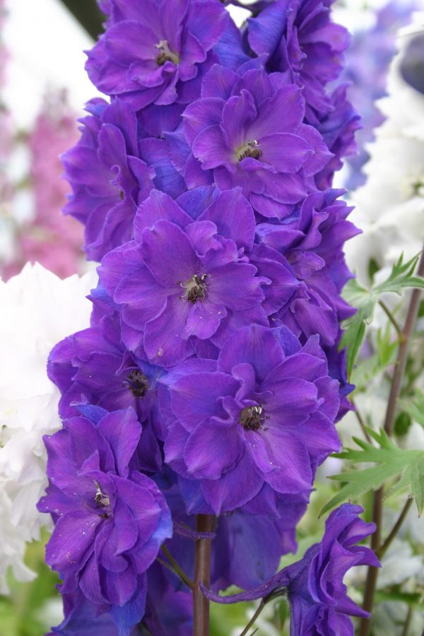 Delphinium 'Pagan Purples'