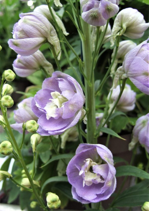 Delphinium elatum 'Aurora Lavender'