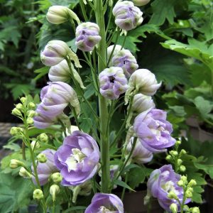 Delphinium elatum 'Aurora Lavender'