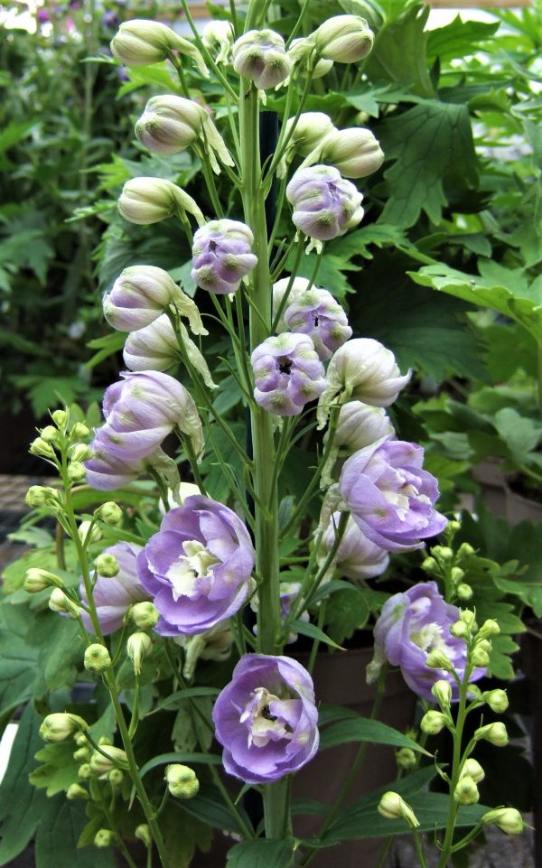 Delphinium elatum 'Aurora Lavender'